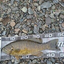 スモールマウスバス