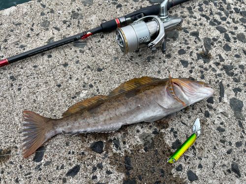 アイナメの釣果