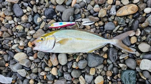 ショゴの釣果