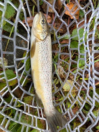 ブラウントラウトの釣果