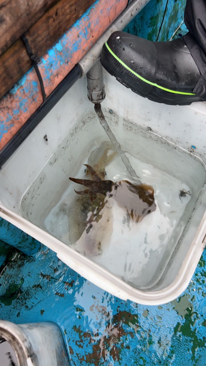 釣りバカニャンコ丸さんの釣果 2枚目の画像