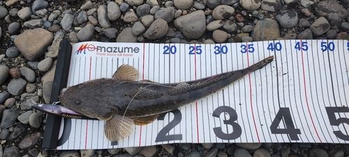 マゴチの釣果