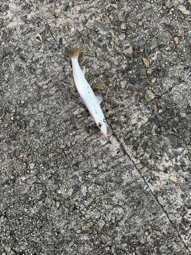 カマスの釣果