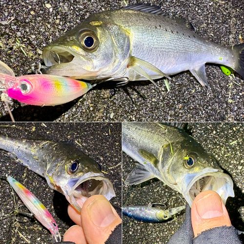 セイゴ（マルスズキ）の釣果