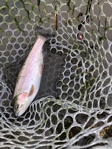 ニジマスの釣果