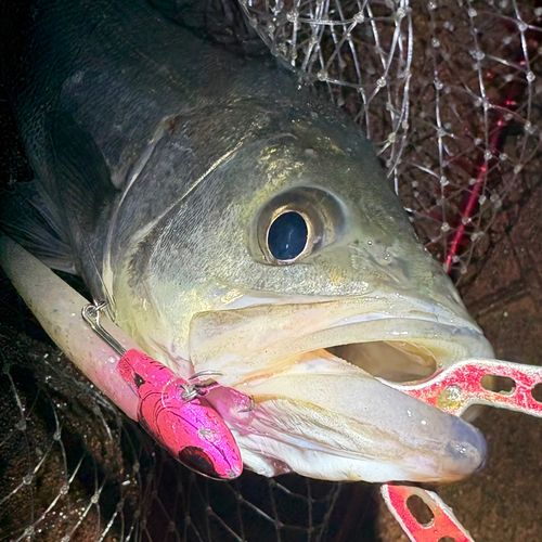 フッコ（マルスズキ）の釣果