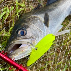 スズキの釣果