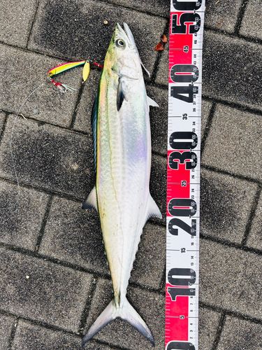 サゴシの釣果