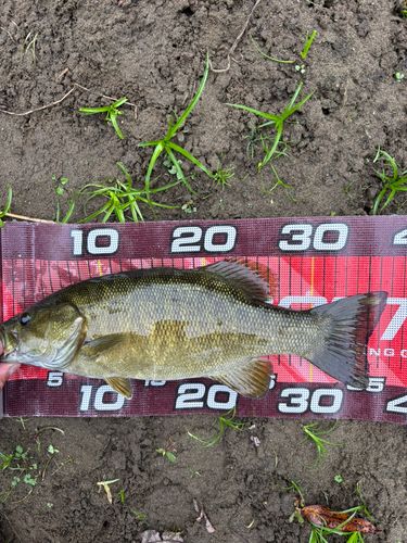 スモールマウスバスの釣果
