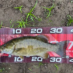 スモールマウスバス