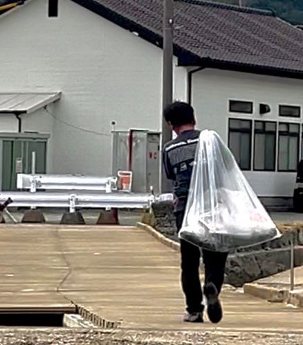 ヒラマサの釣果