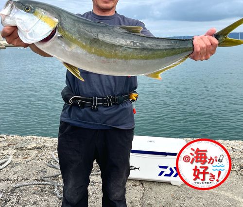 ヒラマサの釣果