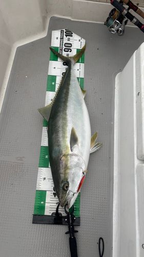 ブリの釣果