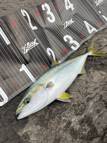ツバスの釣果