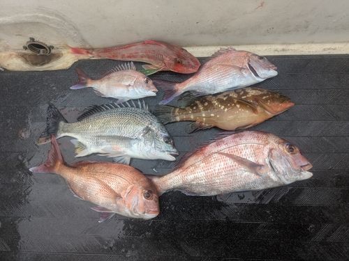 マダイの釣果