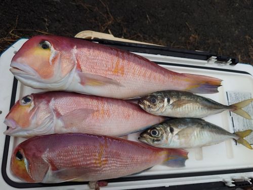 アマダイの釣果