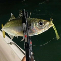マアジの釣果