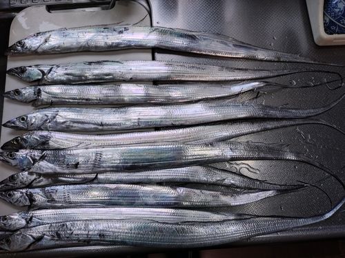 タチウオの釣果