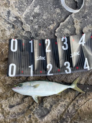 ツバスの釣果