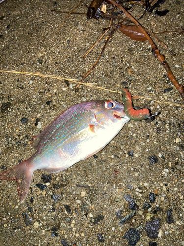 タイの釣果