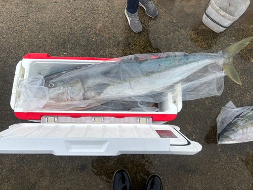 ヒラマサの釣果
