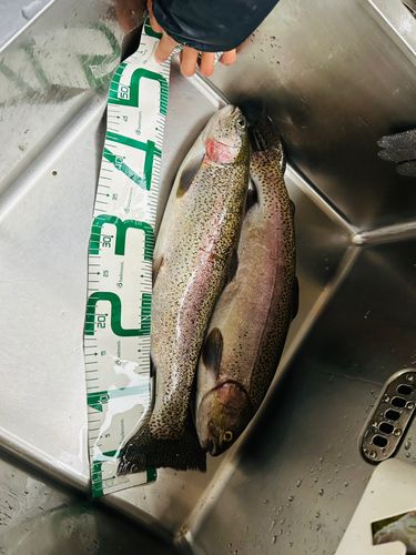 ニジマスの釣果
