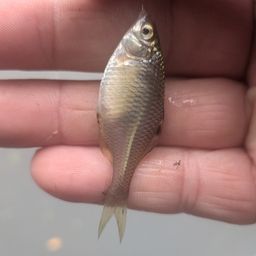 タイリクバラタナゴ