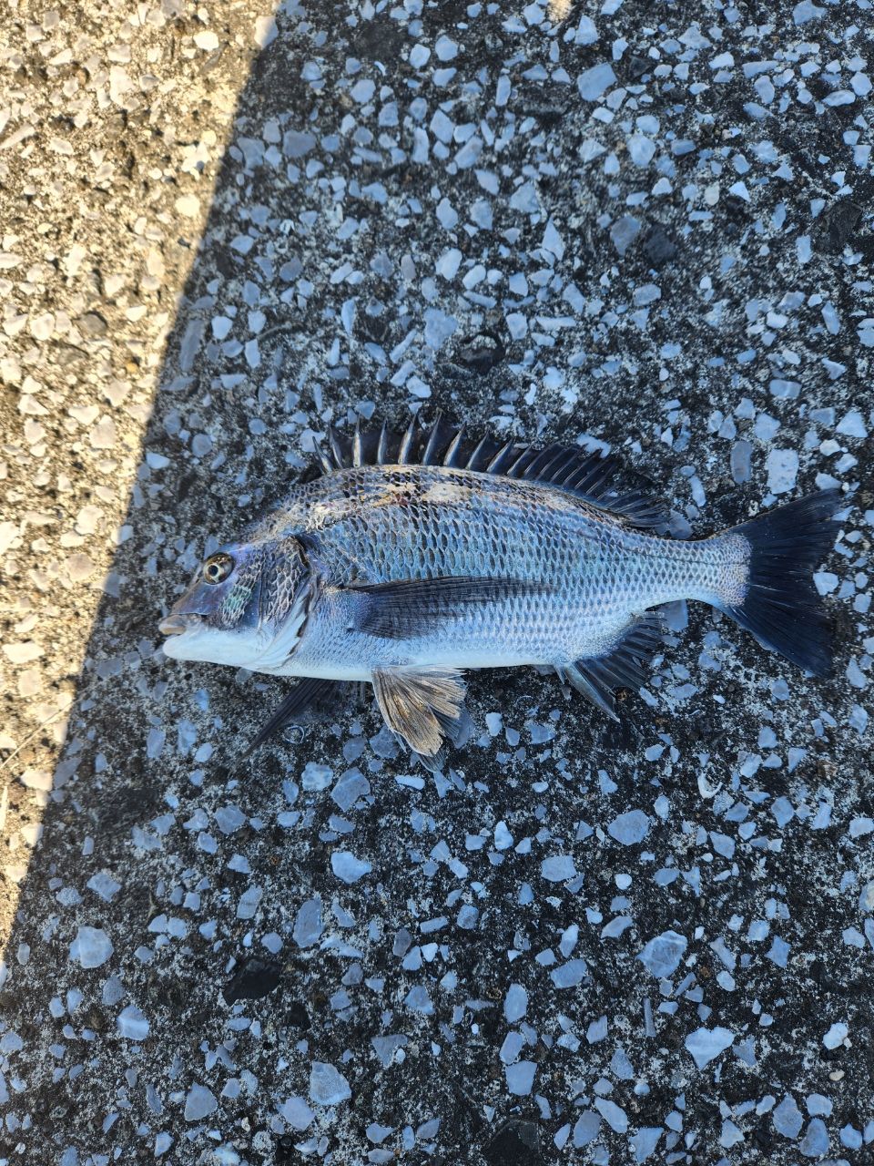 チヌ