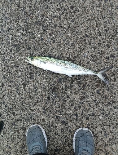 サゴシの釣果