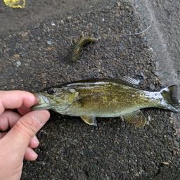 スモールマウスバス