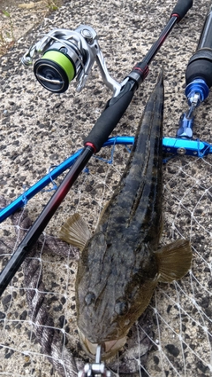 マゴチの釣果