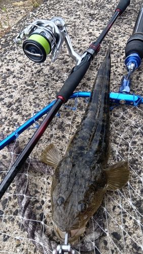 マゴチの釣果