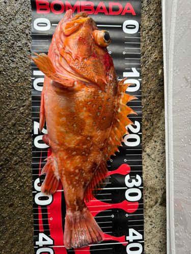 柏崎沖