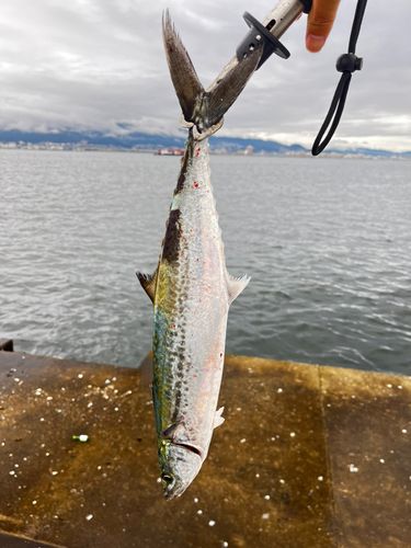 サゴシの釣果