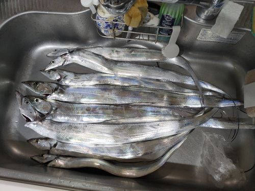 タチウオの釣果