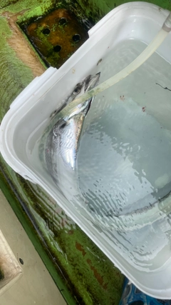 タチウオの釣果