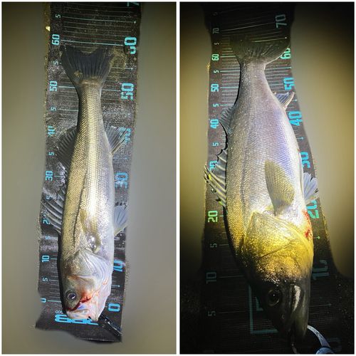 シーバスの釣果