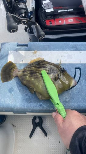 カワハギの釣果