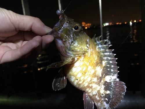 カサゴの釣果