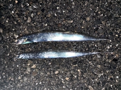 タチウオの釣果