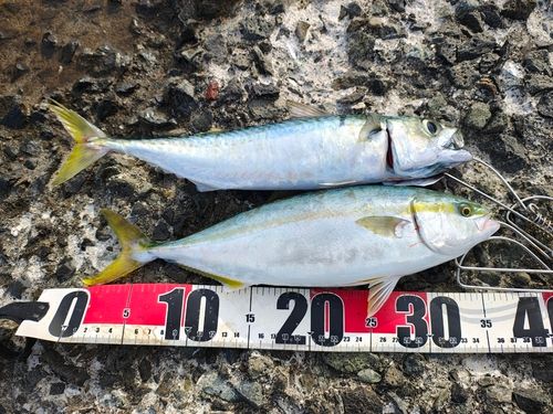 フクラギの釣果