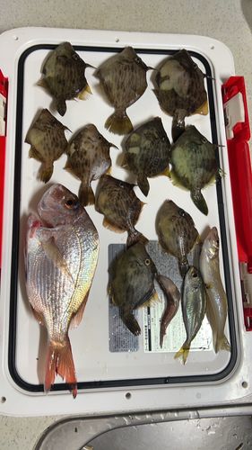 カワハギの釣果