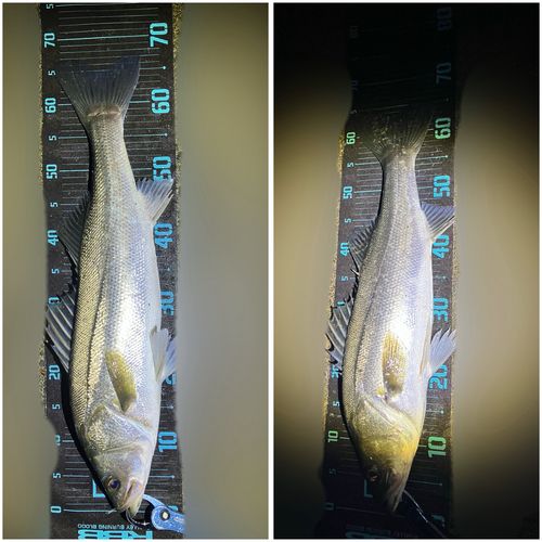 シーバスの釣果