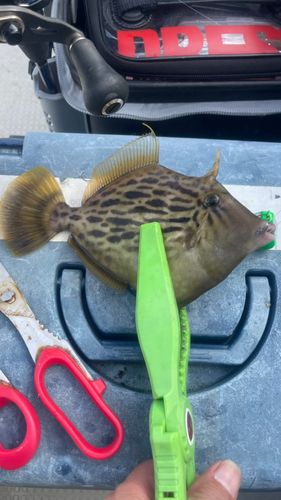 カワハギの釣果