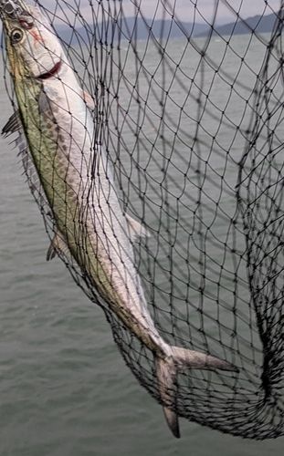 サゴシの釣果