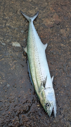 サゴシの釣果