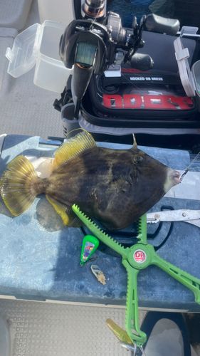 カワハギの釣果