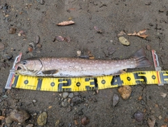 アメマスの釣果