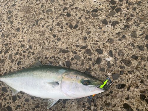 ワラサの釣果