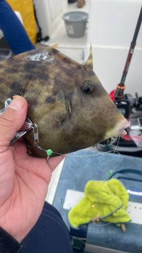 カワハギの釣果